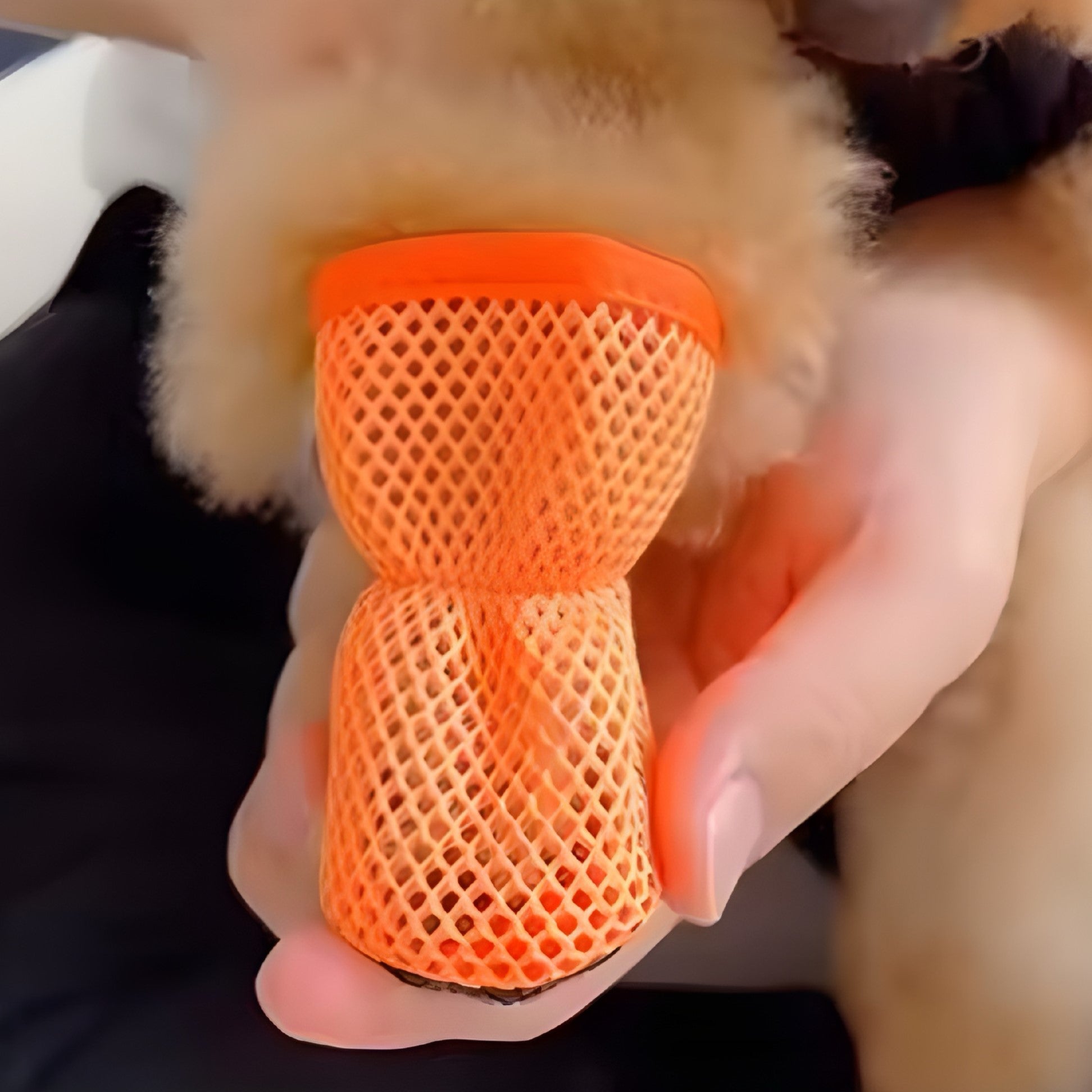 Zapatillas Transpirables de Malla para Perros